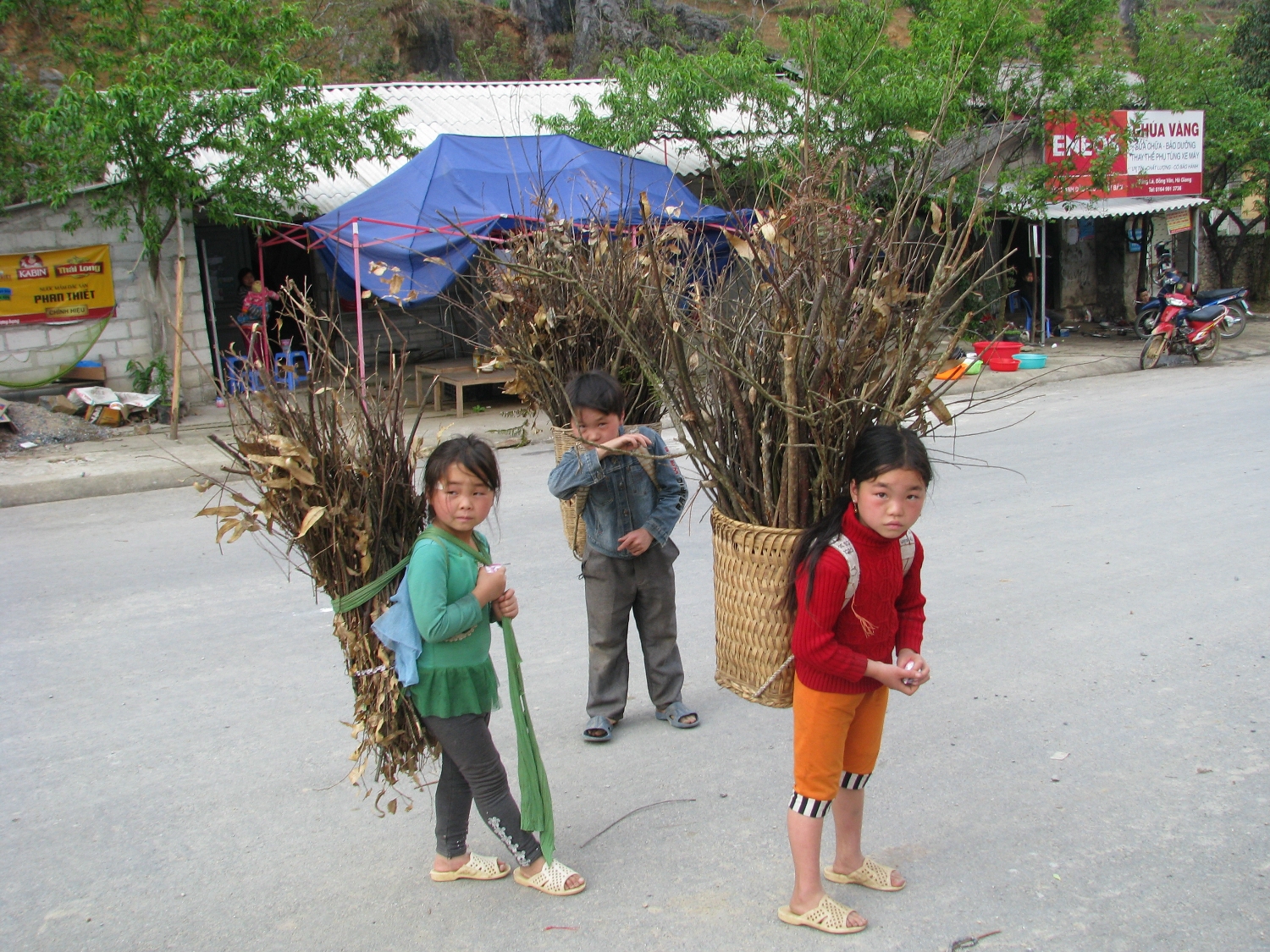 các em nhỏ Hmông Trắng ở Đồng văn - Hà Giang đi củi